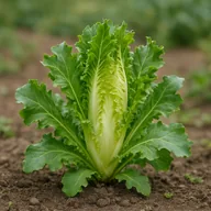 Endive