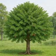 English yew