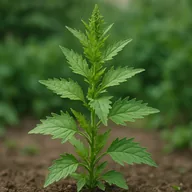 Epazote (Dysphania ambrosioides)