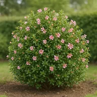 Escallonia hedge