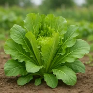 Escarole