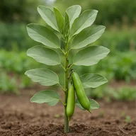 Fava bean (broad bean)