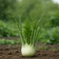 Fennel (bulb)
