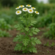 Feverfew