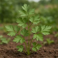 Flat leaf parsley