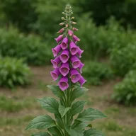 Foxglove