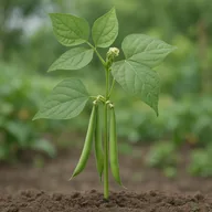 French bean