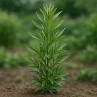 French tarragon
