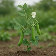 Garden peas