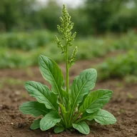 Garden sorrel