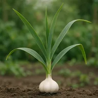 Garlic