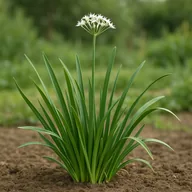 Garlic chive