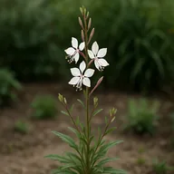 Gaura / bee blossom