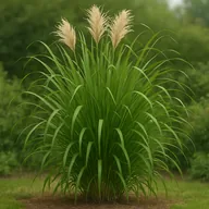 Giant miscanthus