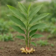 Ginger (culinary)
