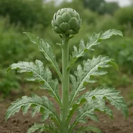 Globe artichoke