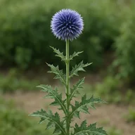 Globe thistle