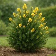 Gorse hedge (Ulex europaeus)