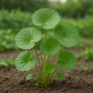 Gotu kola
