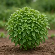 Greek bush basil