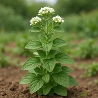 Greek oregano
