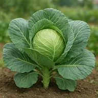 Green cabbage