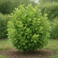Griselinia hedge