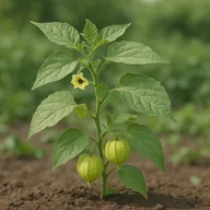 Ground cherry