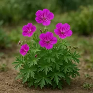 Hardy geranium (cranesbill)