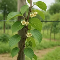 Hardy kiwi (Actinidia arguta)