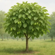 Hardy kiwi / Kiwi berry