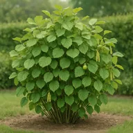 Hazel hedge