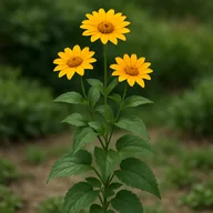 Heliopsis / ox-eye