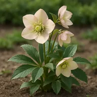 Hellebore