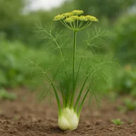Herb fennel