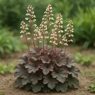 Heuchera / coral bells