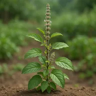 Holy basil / tulsi