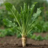 Horseradish