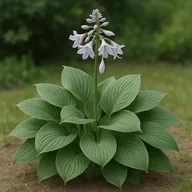 Hosta