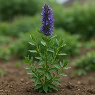Hyssop (Hyssopus officinalis)