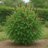 Indigo bush (Amorpha fruticosa)