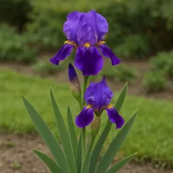 Iris (bearded/common)