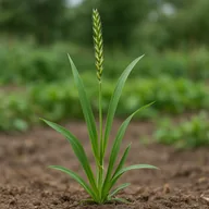 Italian ryegrass