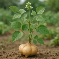 Jicama