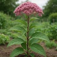 Joe-Pye weed