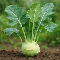 Kohlrabi