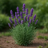 Lavender