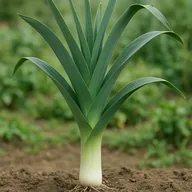 Leek