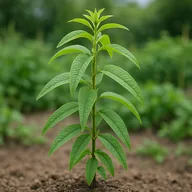 Lemon verbena