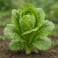Lettuce